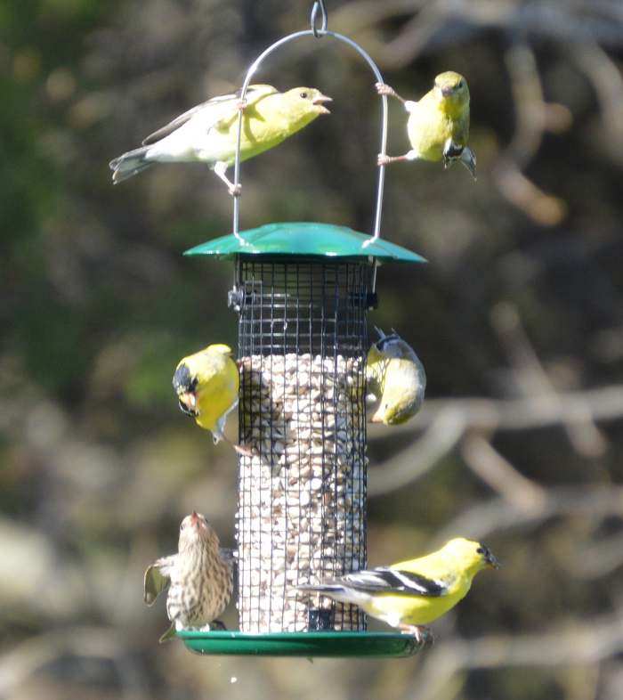 Songbird Petite Green Sunflower Feeder 2/Pack